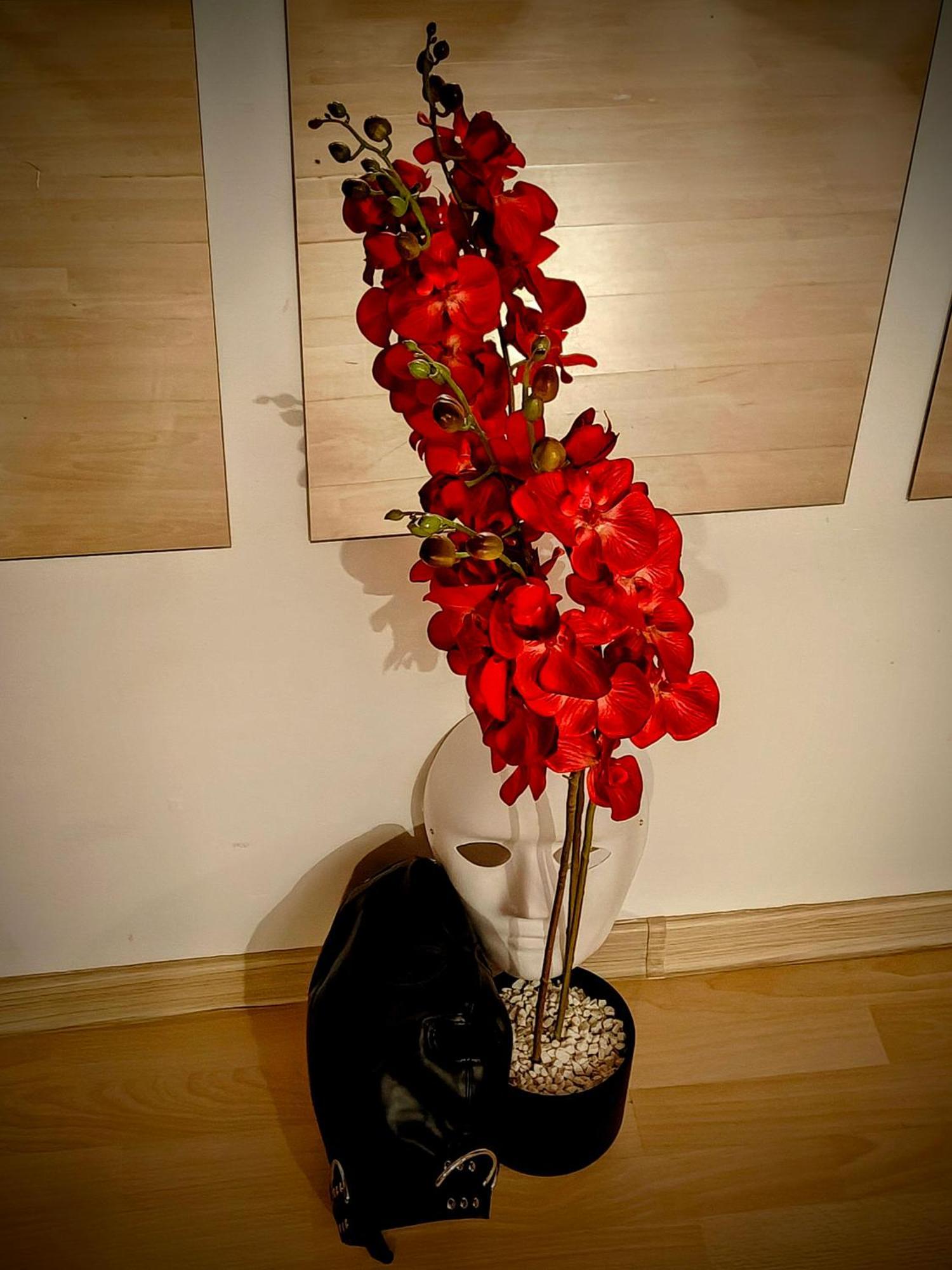 Bdsm Elysium Playsuite Apartament